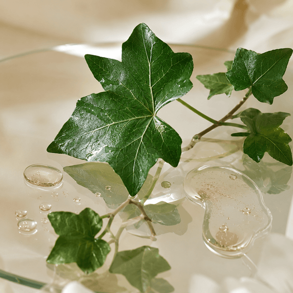IVY EXTRACT