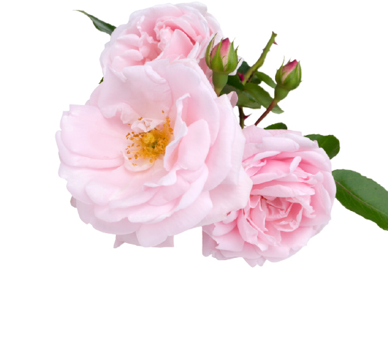 ROSEWATER SCENT
